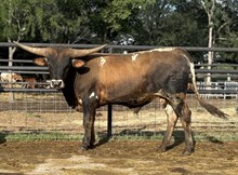 M7 Big Stick