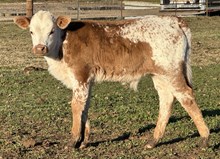 Bull calf
