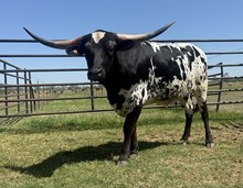 M7 KITTY'S ACE♠️