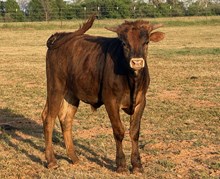 SCHWARBOMB x HL Sunshine 