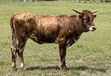 M7 Miss Royal Rose