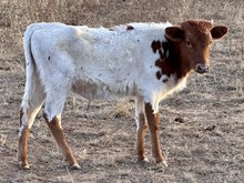 LM CHEETAH steer
