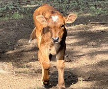 Cowtown Girl 