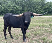 TLS Black Holly