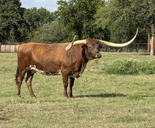 ECR MISS RODEORINCONCITA
