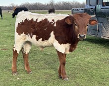 Bull