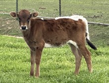 Calf