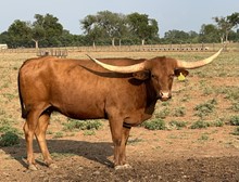 ECR Majestic Rosie 