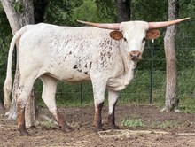 M7 Hydro’s Miss Houston 