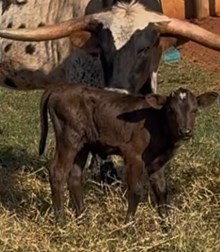 PANTERA NEGRA