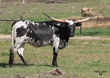 M7 Checkered Beauty 🏁