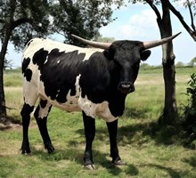 M7 Altha’s Texana Touchdown 