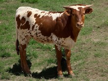 M7 Grate Alphie