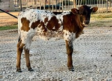 Valentine x Cool Hand Luke Heifer Calf