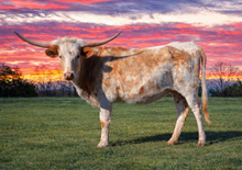 PCC Belle Of The Ball