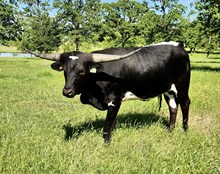 BL CHA CHA SWAHILI 372