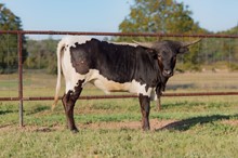 M7 Oreo’s Example