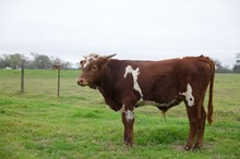 True Texas Dandy BCR 233